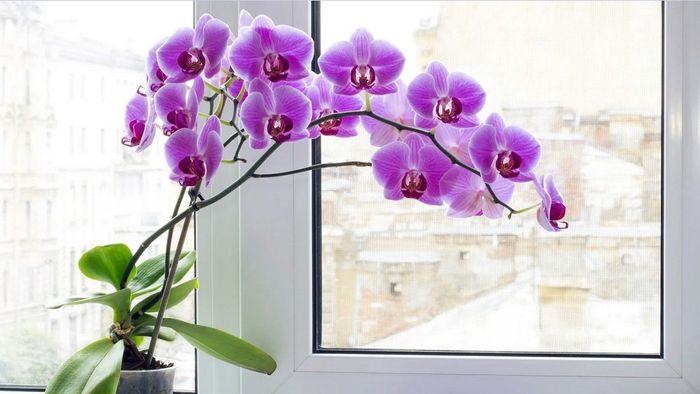 Những loài hoa đẹp tháng 11